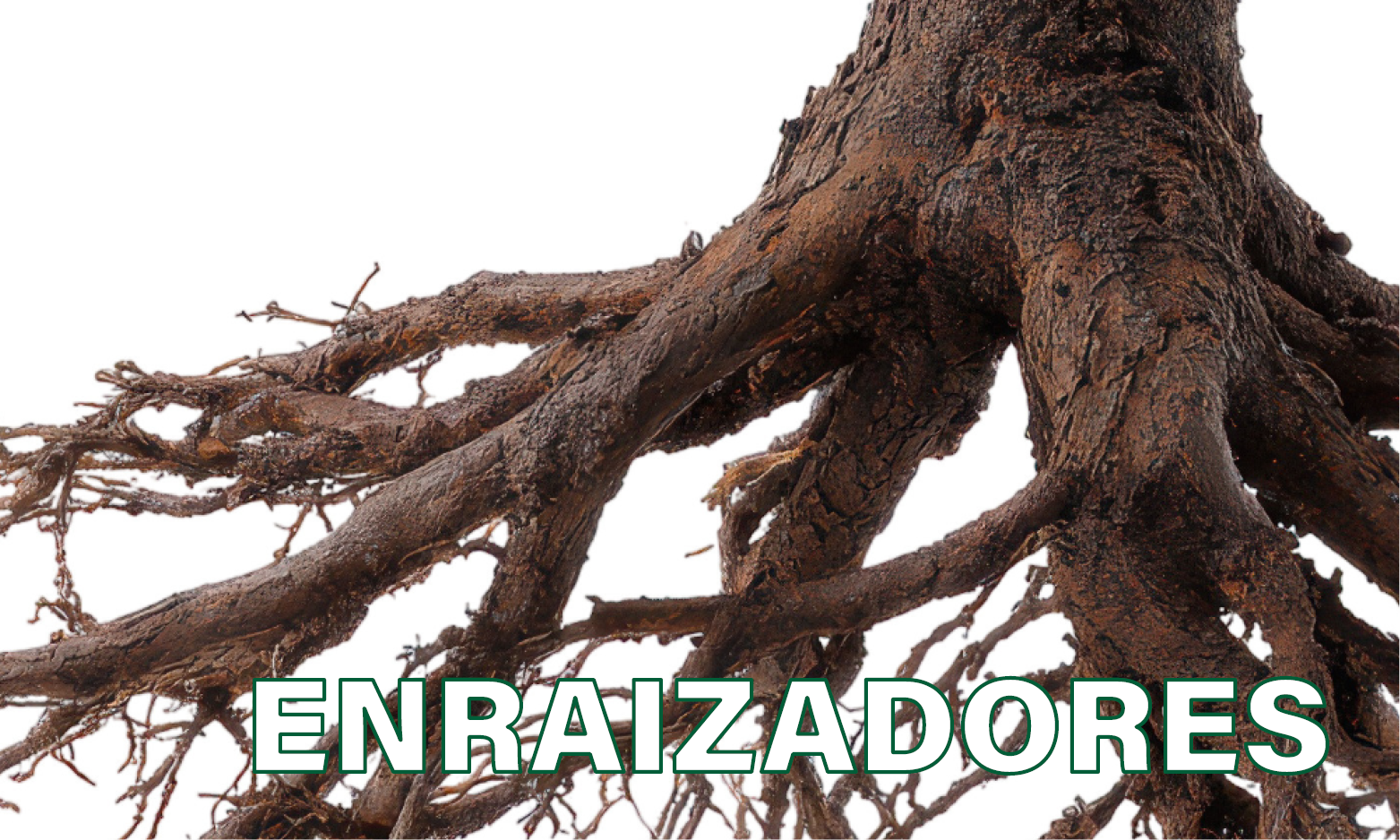 enraizadores (2)