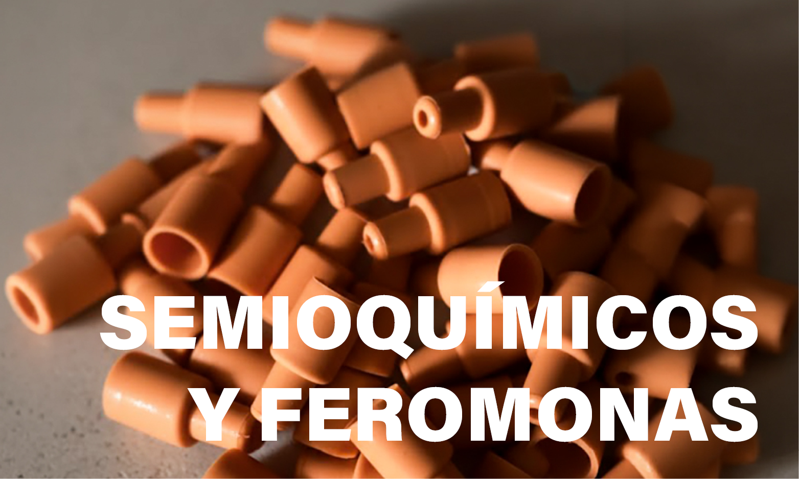 feromonas