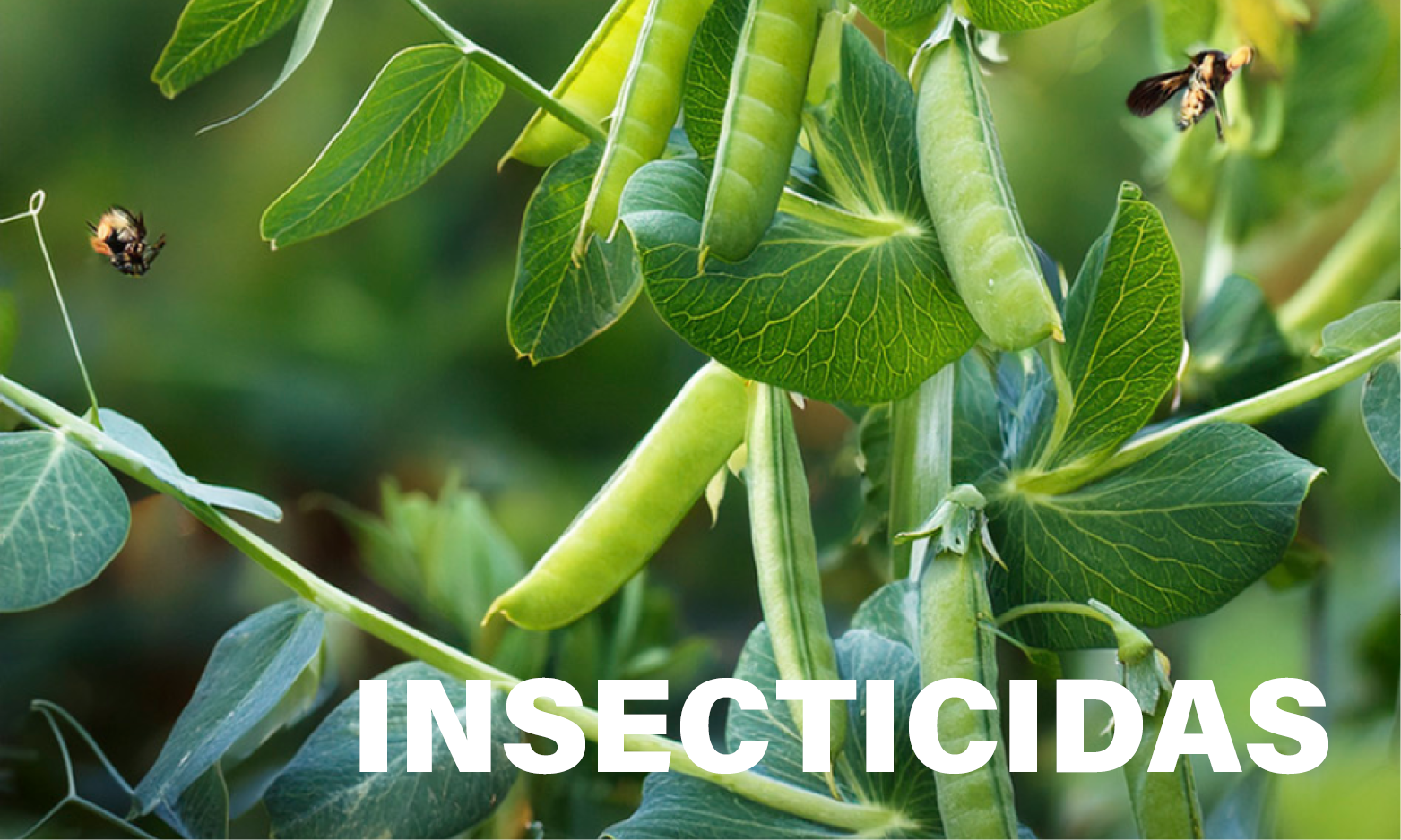 insecticidas